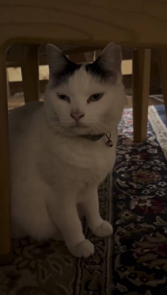飼い主さんにゆっくり瞬き
