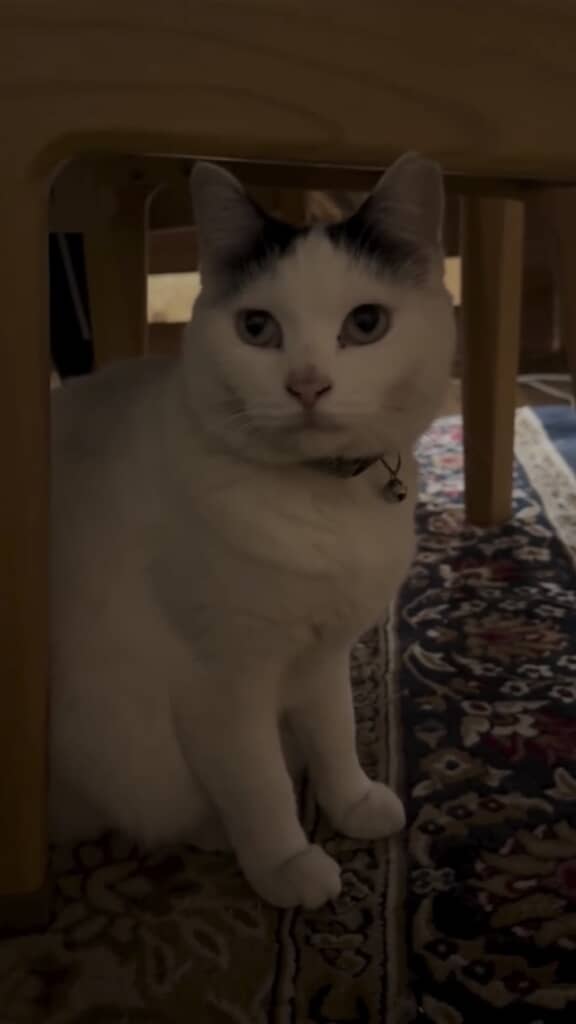 待ち遠しい瞳で飼い主さんを見つめる