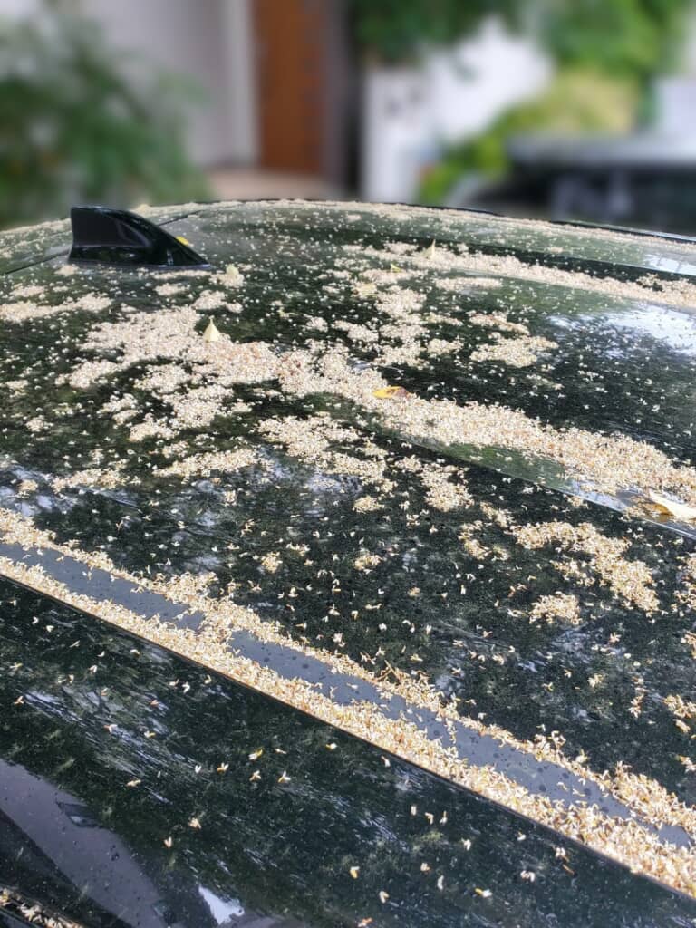 車が花ガラだらけに!!