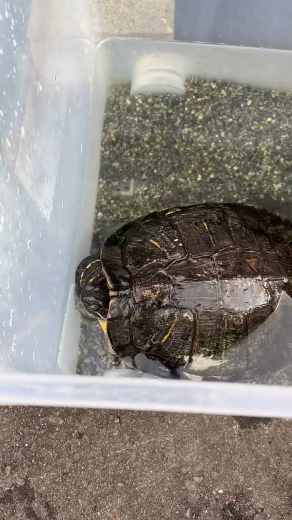水槽の中で落ち着いているジェームスくん