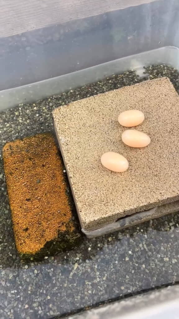 ブロックの上には……