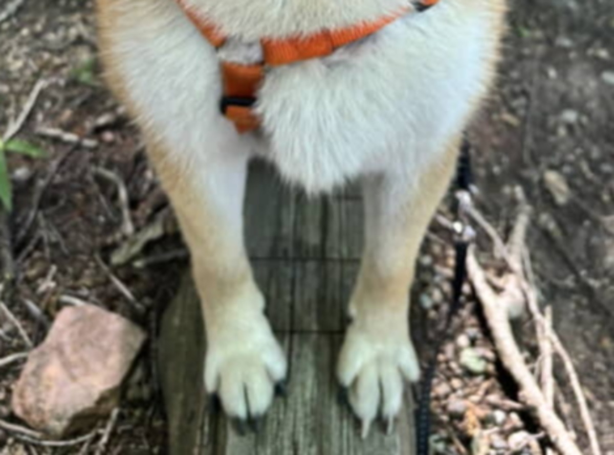 散歩中、雨に降られた柴犬→ふと見ると……「なぜ!!!!」 とんでもない光景に「交信中ですか?」「愛おしいしかない」(1/3) | 動物 ねとらぼ