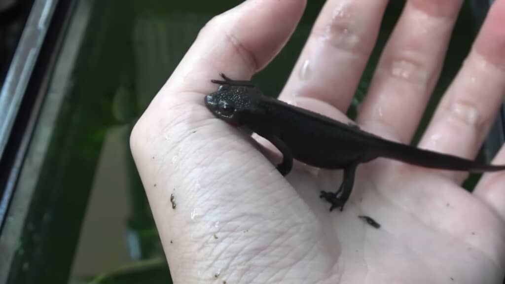 飼っているのはアカハライモリ。メスはしっぽがシャープなのが特徴