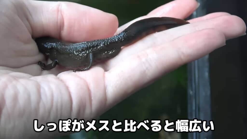 こちらがオス。しっぽがメスと比べて幅広い