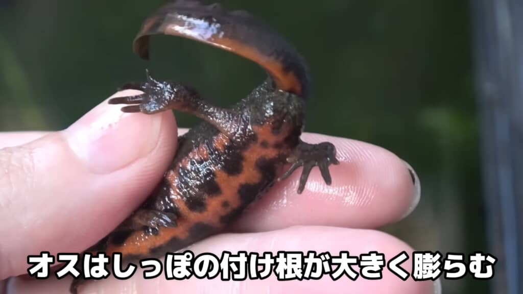しっぽの付け根にも違いが