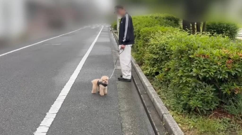 気分やな小殿くんに手こずりながらもお散歩を満喫