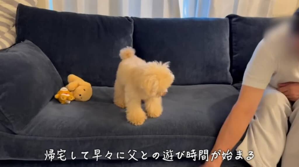 帰宅して、パパさんとお遊びタイム