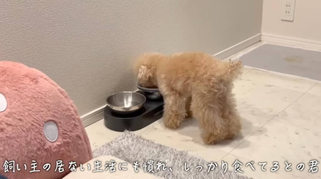 食欲が戻ってよかった!