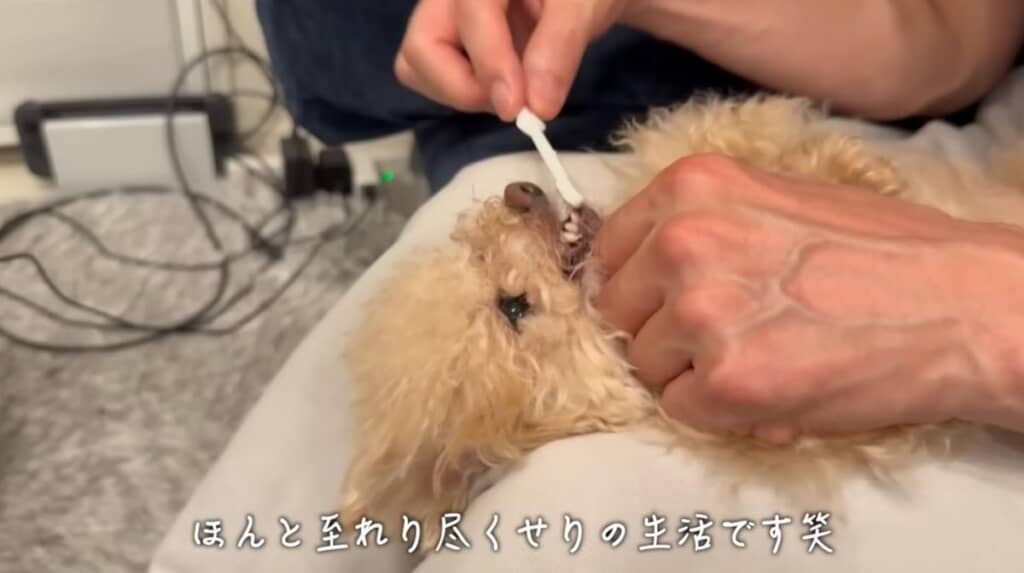 夜には歯磨きにも挑戦