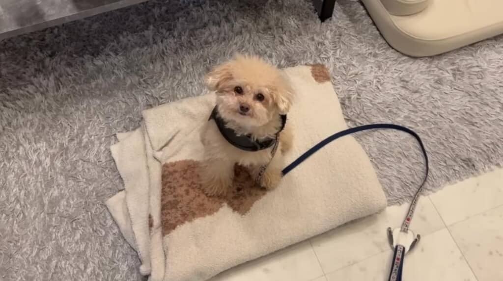 意思疎通がスムーズになっていたパパさんと小殿くん