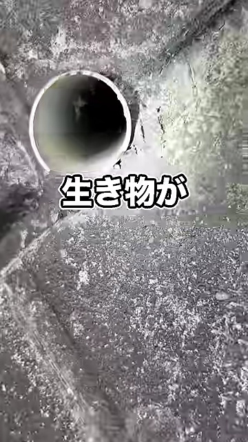 何かいるかな？