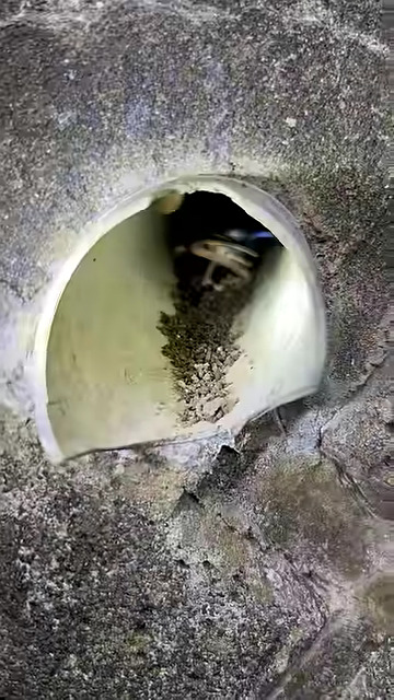 生き物の影が！