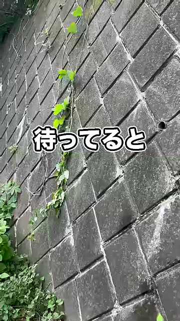 捕まえるために、待つことも