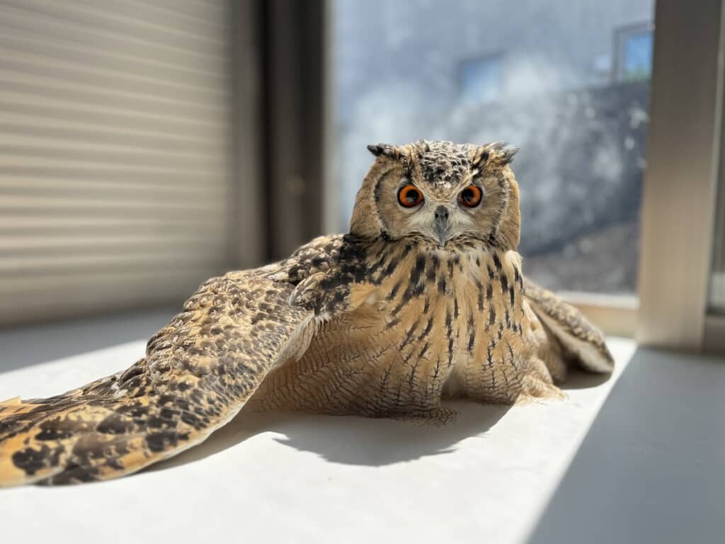 溶けちゃいそうにくつろぐのも猫ちゃんぽい