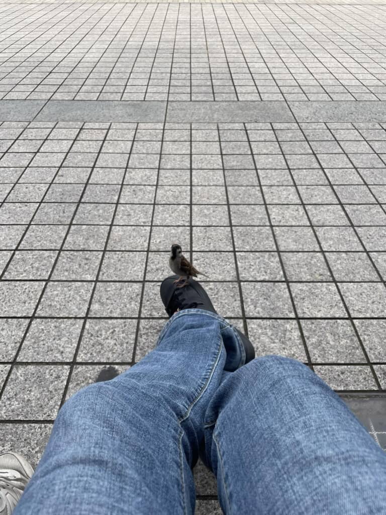 ベンチで休憩してるとスズメが足元に止まった