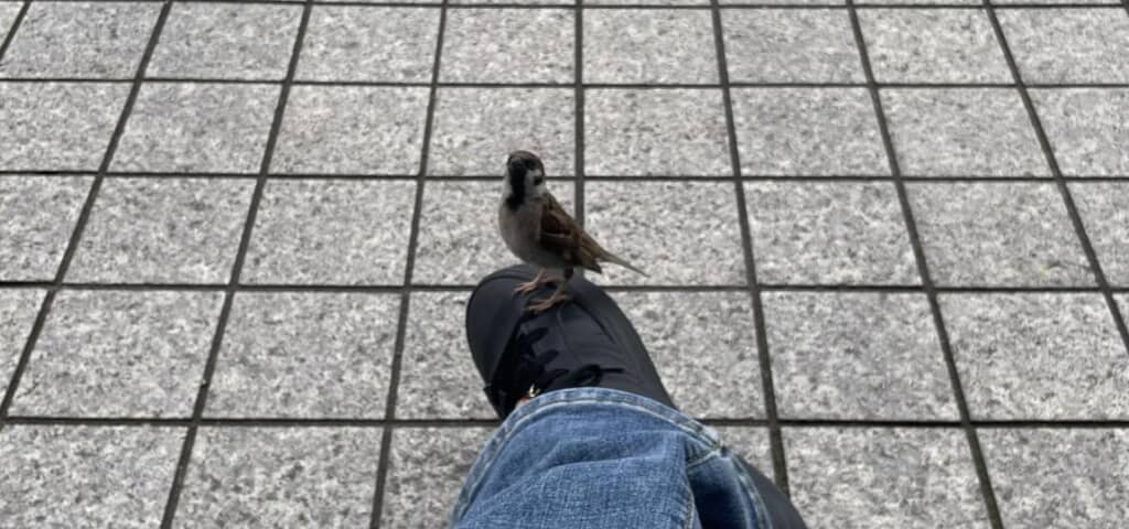 ベンチで休憩してるとスズメが足元に止まった