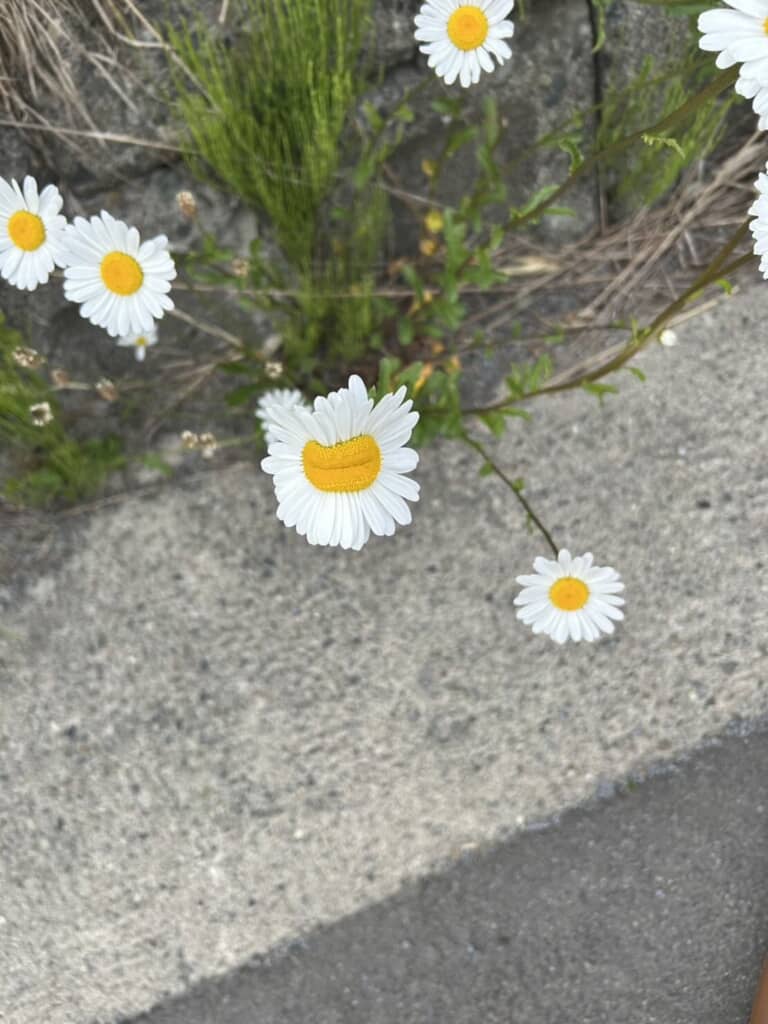 道端で見つけたマーガレット