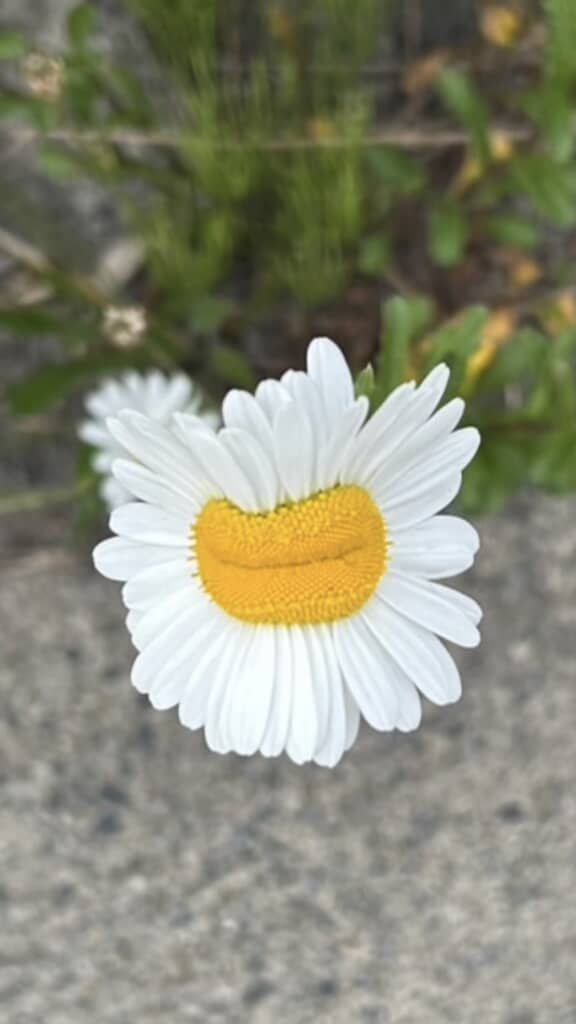 ちょっと不機嫌マーガレット