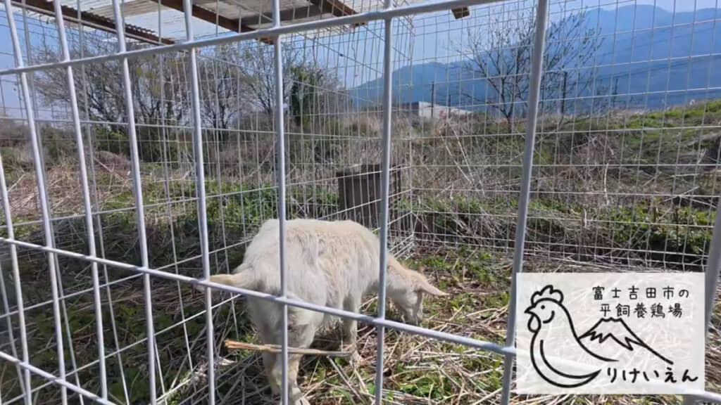 1歳のヤギ「プア」ちゃん