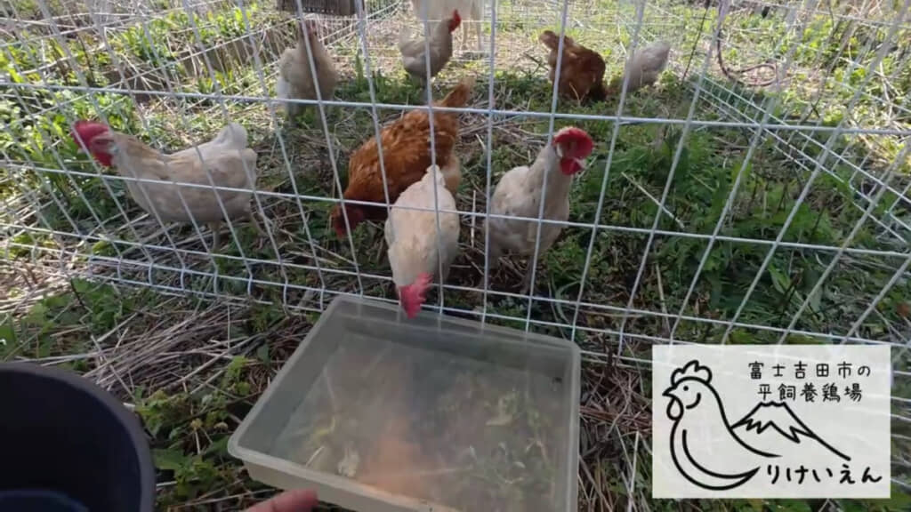 採卵期間を終えた採卵鶏たち8羽