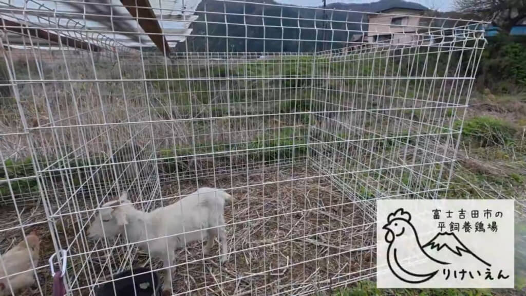 約24時間後。ヤギの方には緑の草がほとんどなくなっています