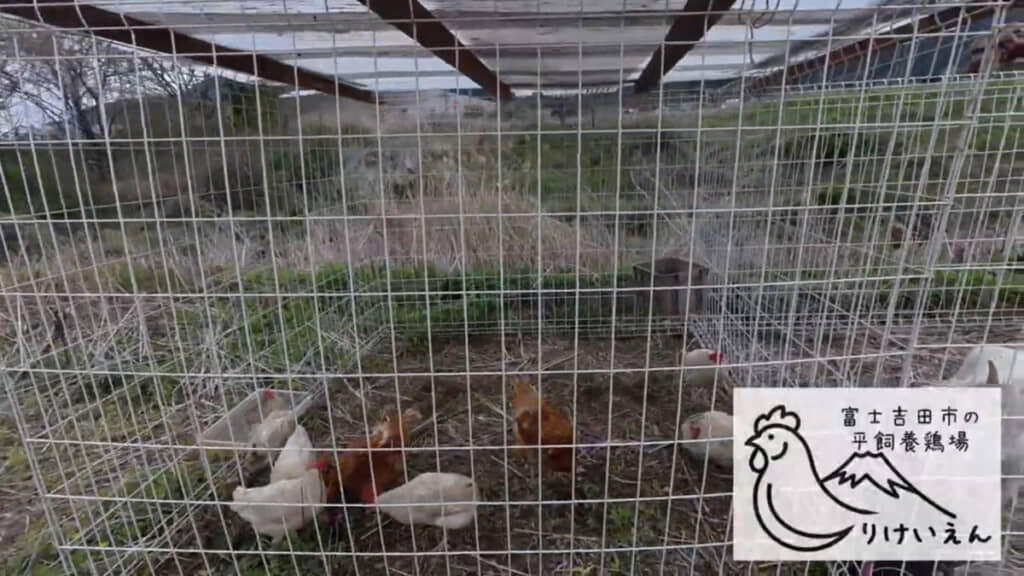 ニワトリの方にはまだ緑の草がちらほらみられます