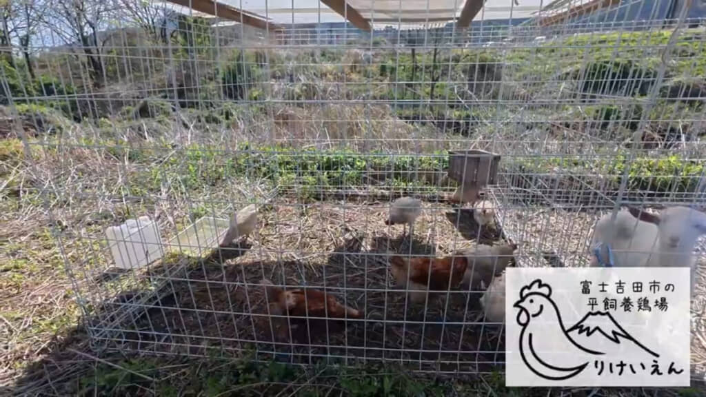 ニワトリもヤギもきれいに草を食べてくれました