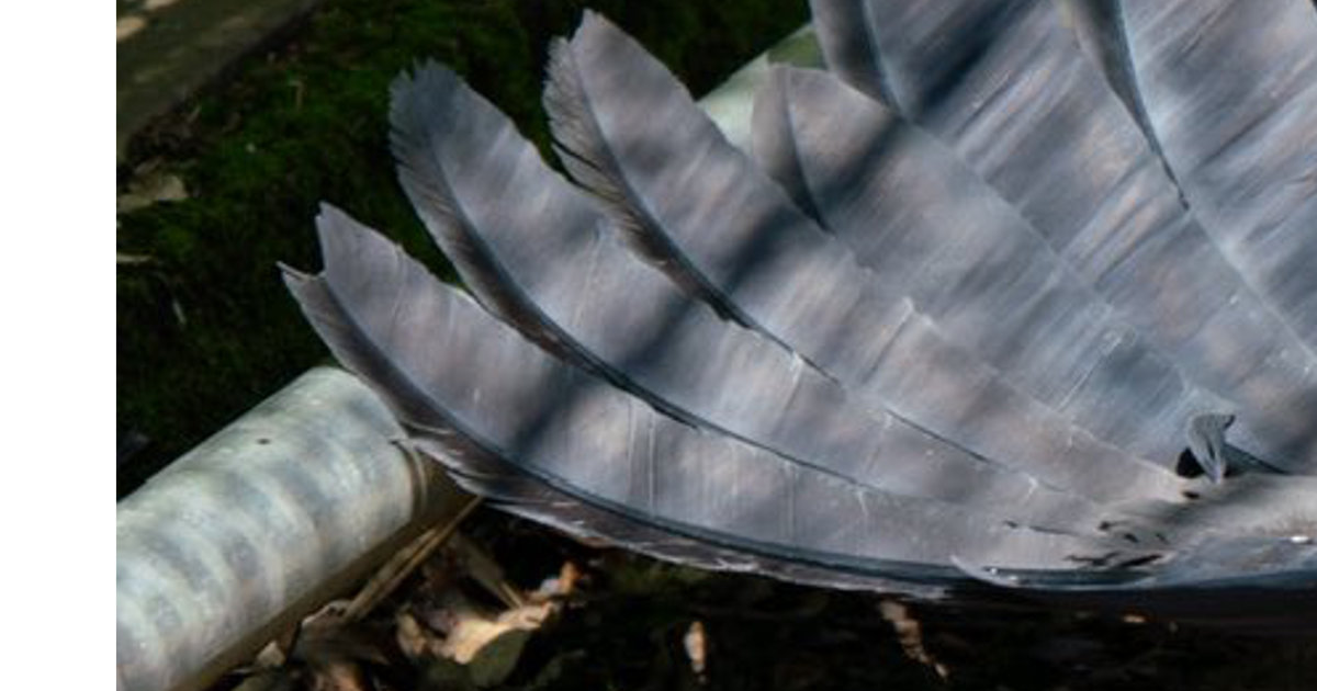 「悲鳴が上がっていました」地面に倒れていたのは……　“衝撃の光景”が170万表示「クセが強過ぎるww」「びっくりするからやめなさい!!」（1/2） | その他生き物 ねとらぼ
