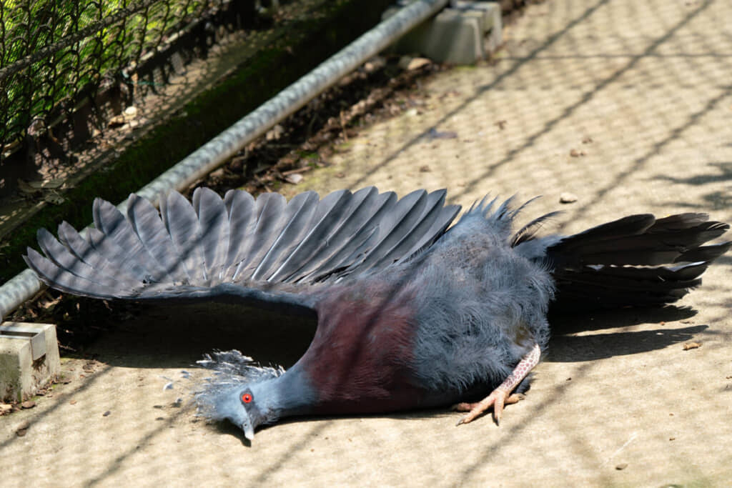 驚きの声が上がったオウギバトの写真