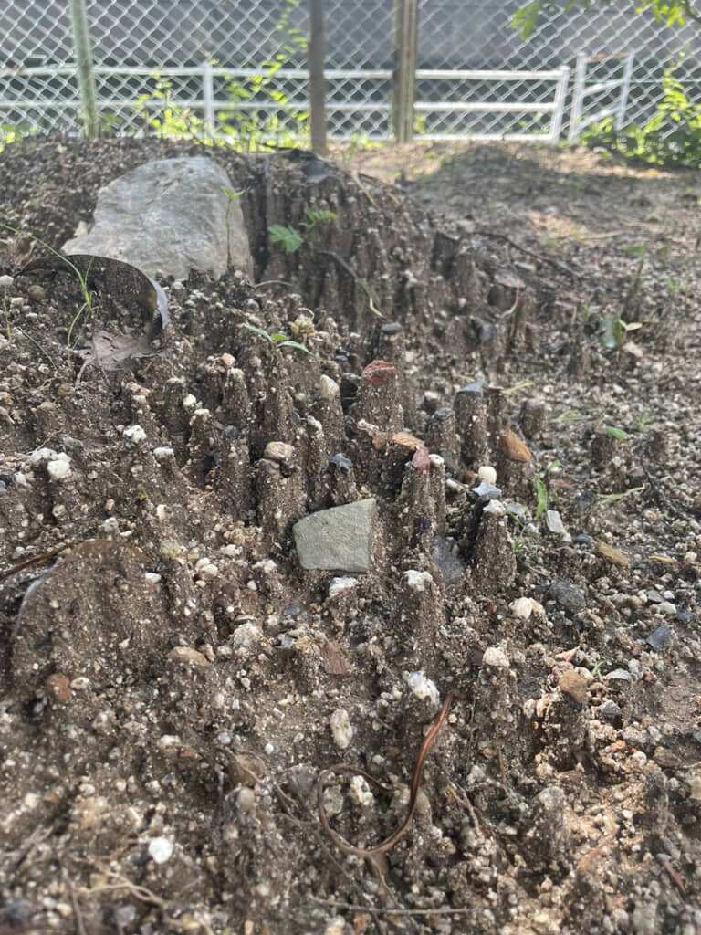 職場の敷地に、土の柱がびっしり!
