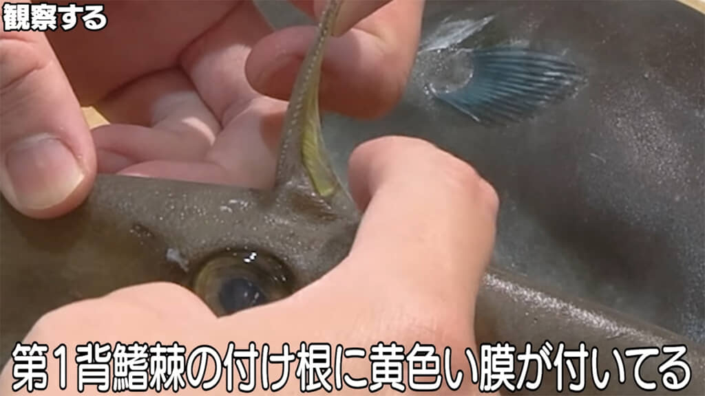 黄色い膜はオスでは大きく、メスでは小さめでした