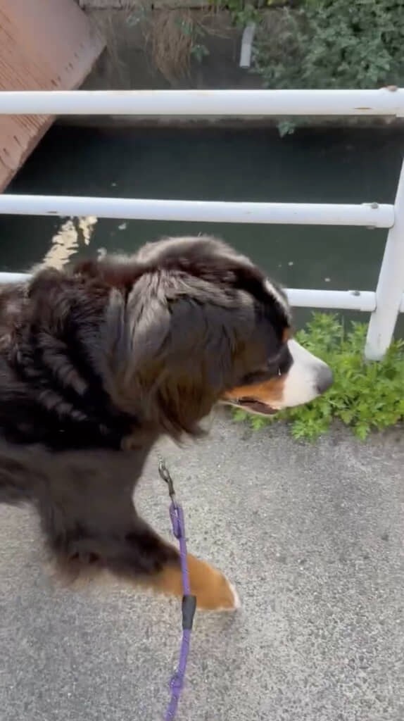 愛犬との散歩中