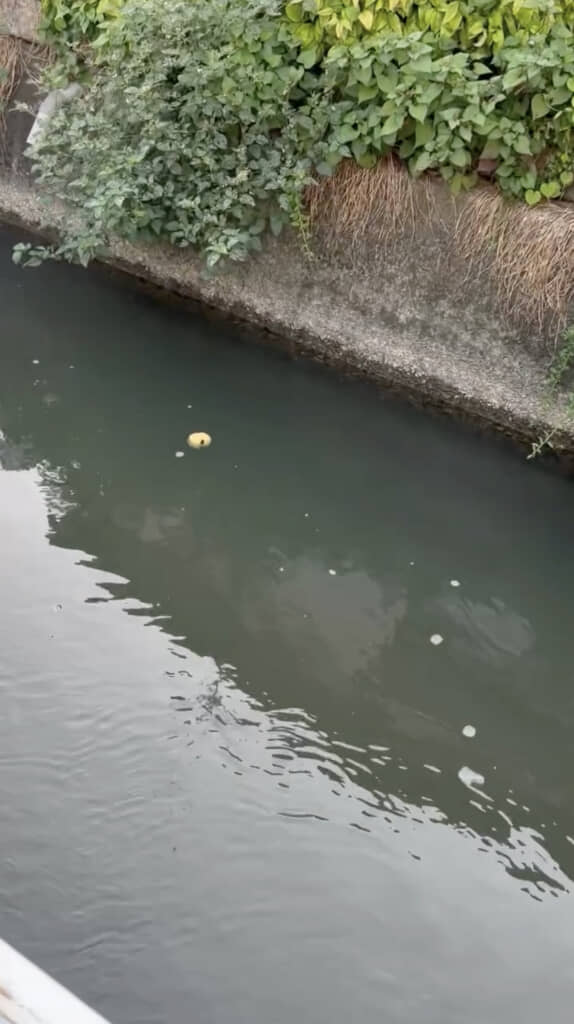 桃が流れてきた!?