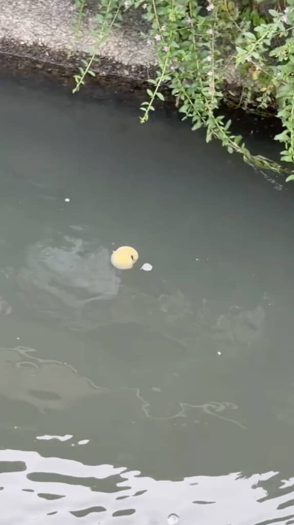 リアル桃太郎だ……