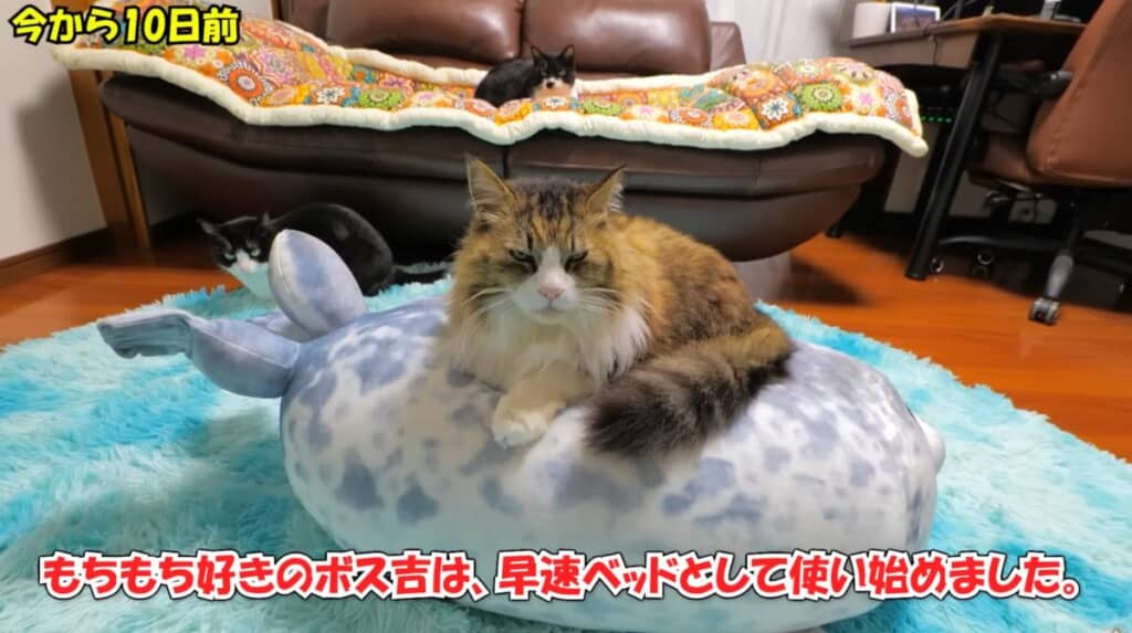 もちもち好きなボス吉くん
