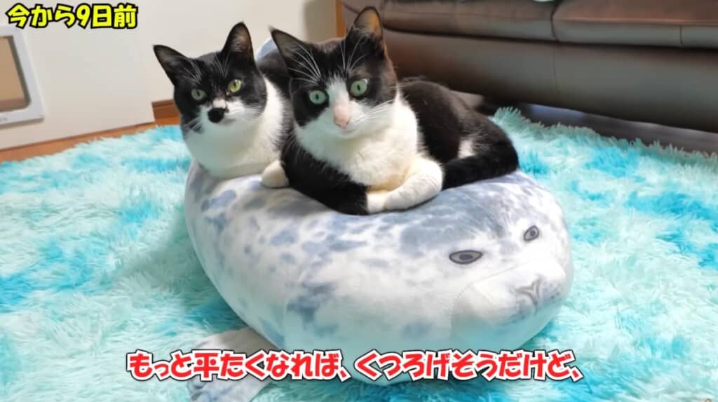 丸すぎてちょっと使いづらそう?
