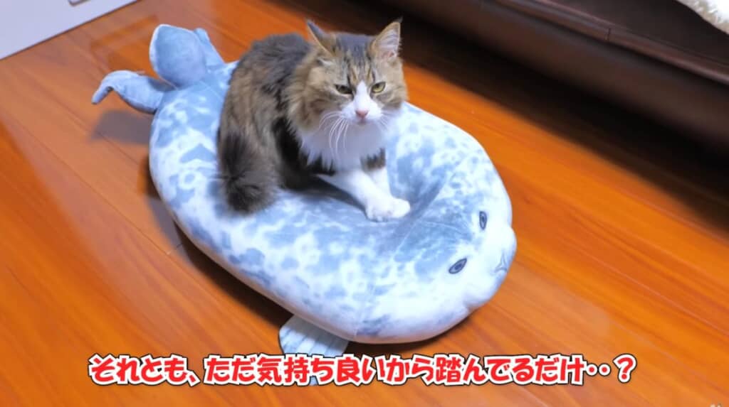 職人のようにアザラシと向き合います