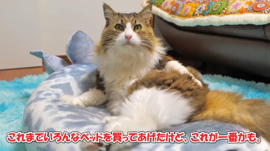 とっても満足そうなボス吉くん