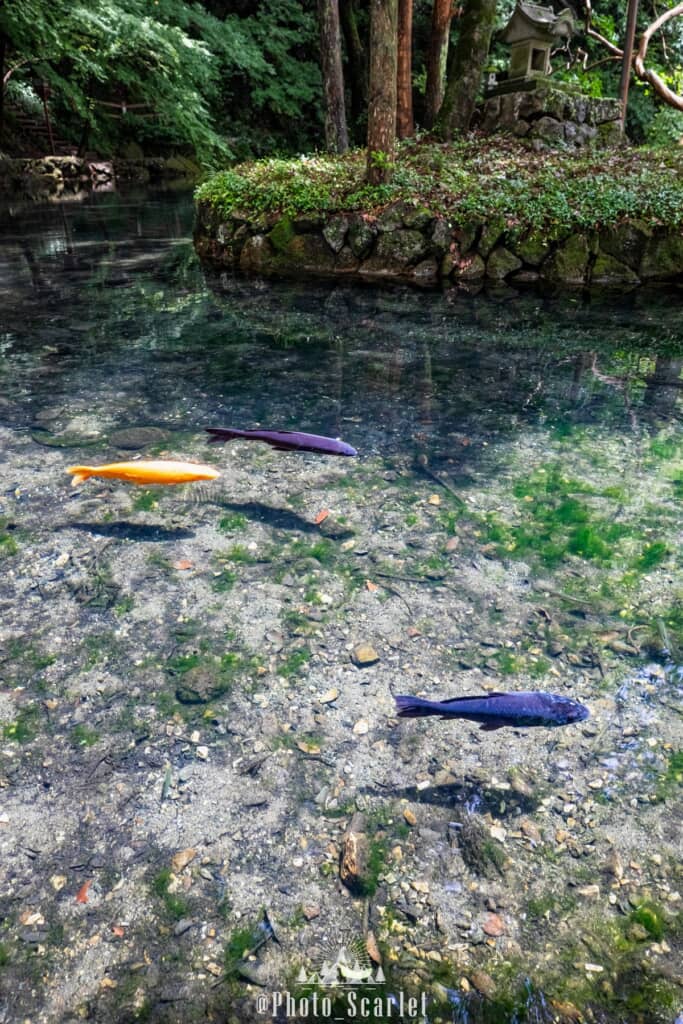 水が透明すぎる池で泳ぐ鯉