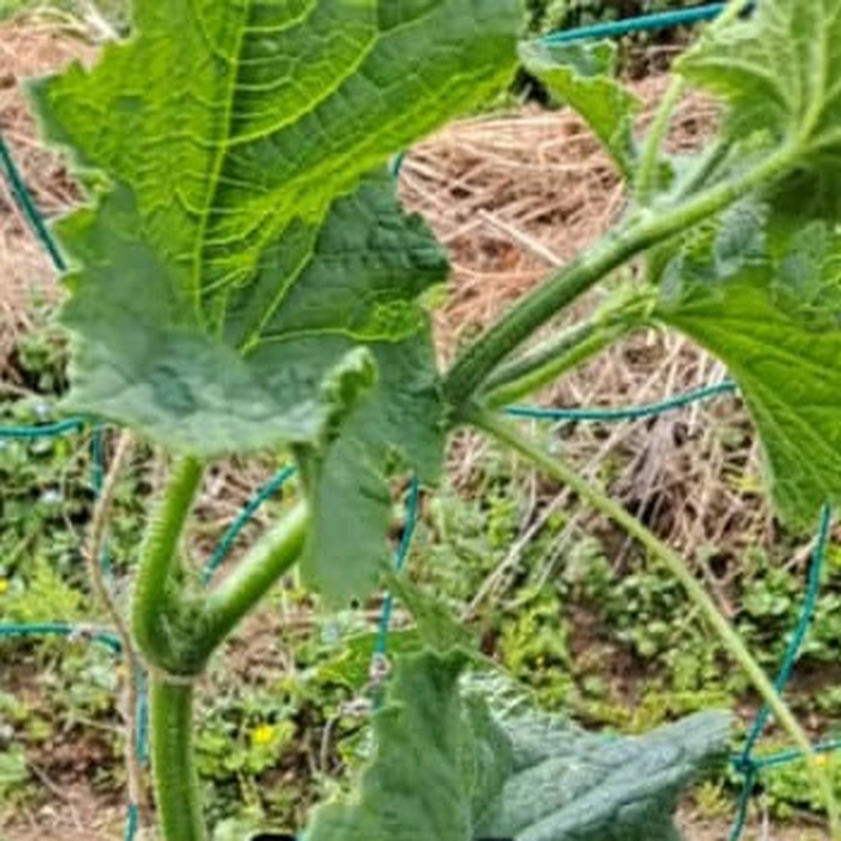 【信じて切ってみて!】夏の「きゅうり」収穫量が倍増する方法が目からウロコ「勇気出して、やってみます!」「震える~」(1/3) | ライフスタイル ねとらぼ