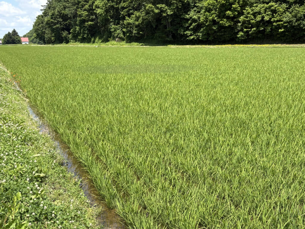 落雷から5日後の水田の様子