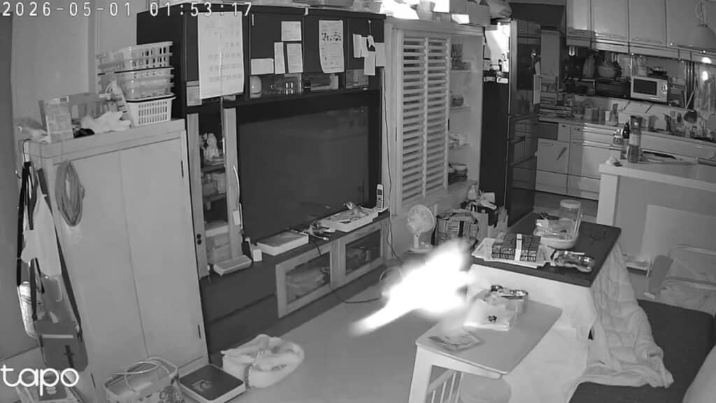 羽がある生き物のように見えますが……？