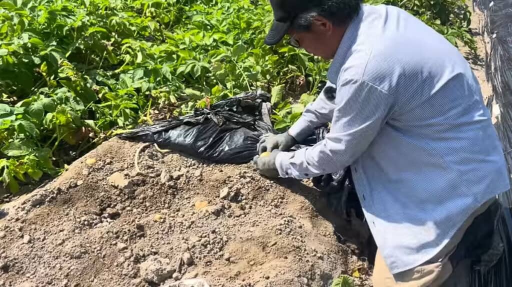 マルチをめくってイモを掘る準備