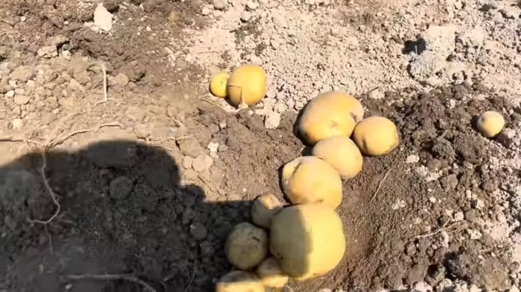 種イモやサイズの小さいイモ
