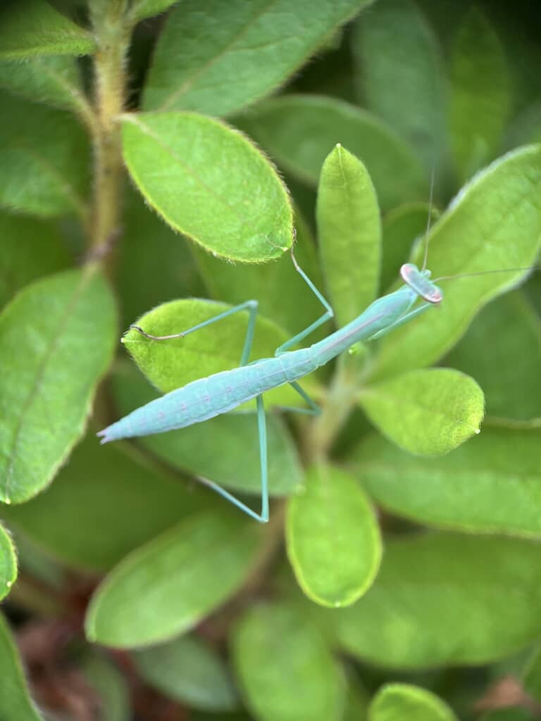 肉眼で見るとミント色に近い体色のカマキリ