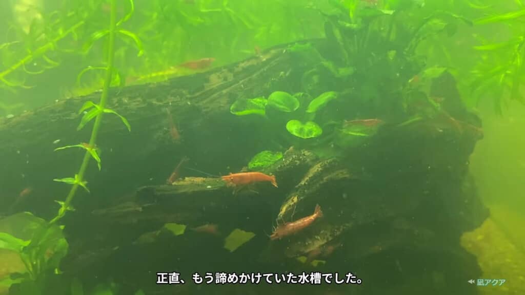 濁った水槽の中にいるエビ