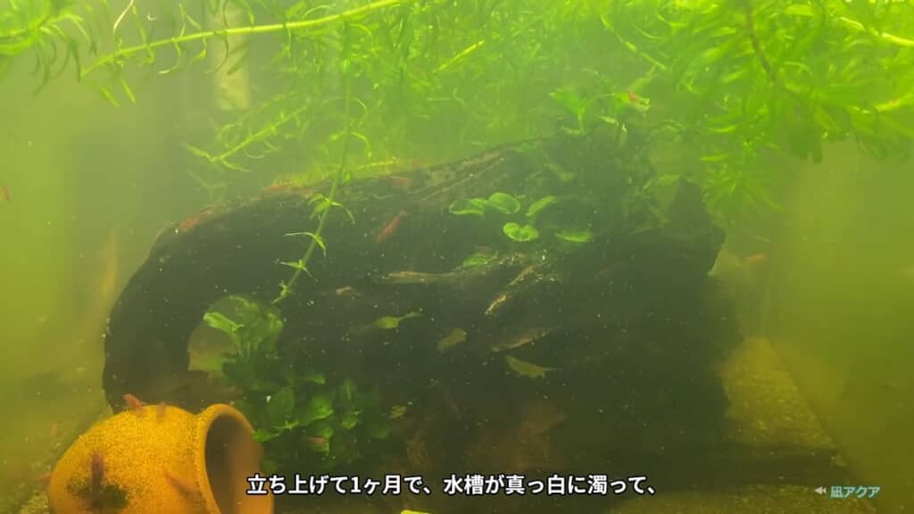 立ち上げから1カ月で濁った水槽