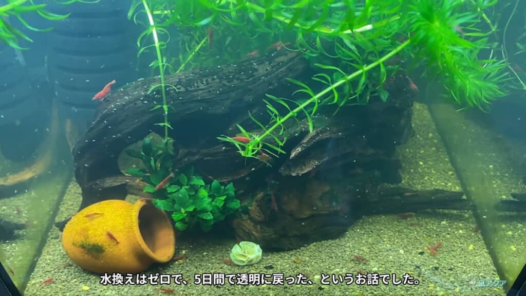 水換えすることなく透明に戻った水槽