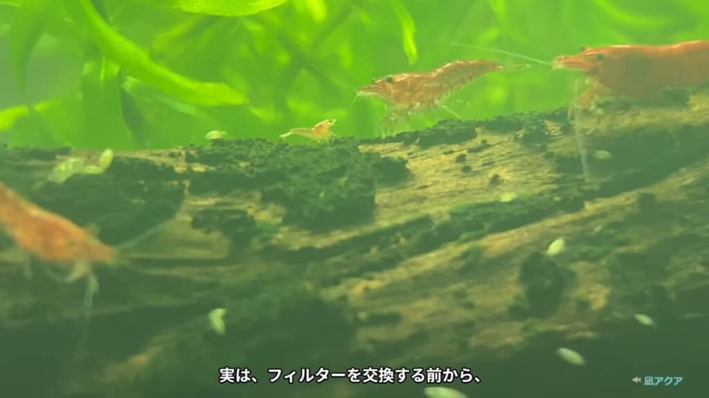 レッドファイアーシュリンプの成体と幼体