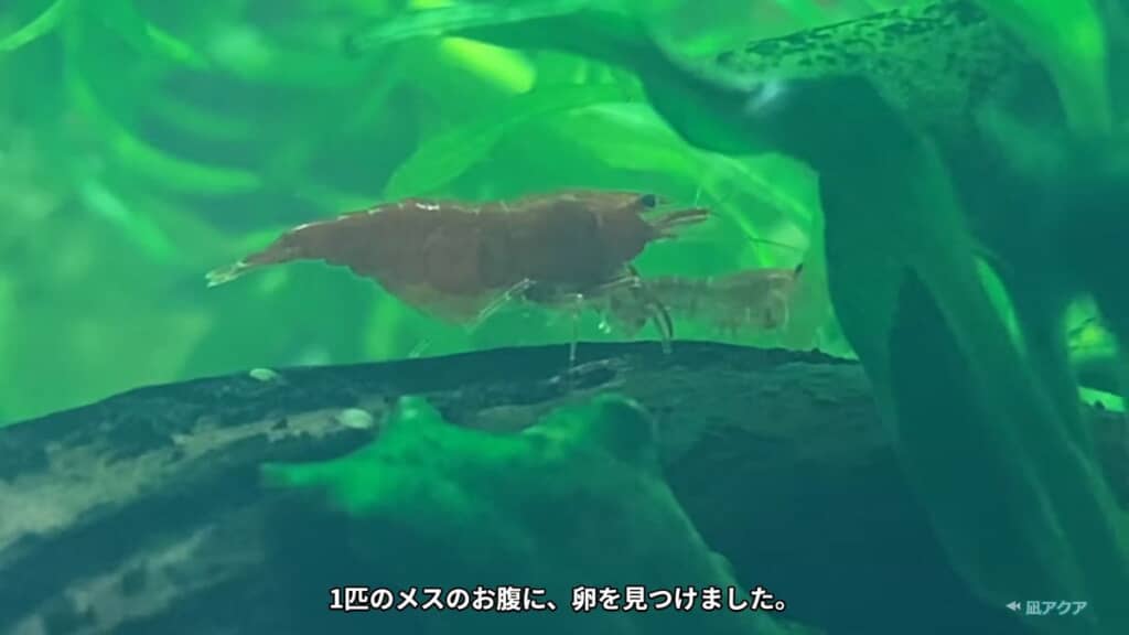 抱卵しているメス
